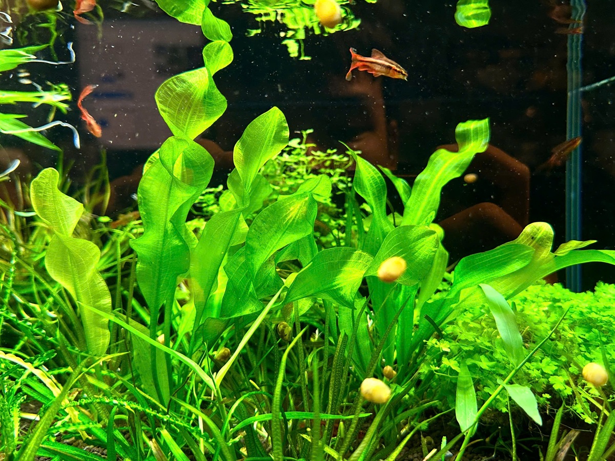 top-5-mon-decor-ho-ca-mini-pho-bien-2